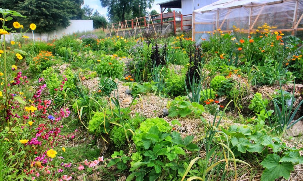 PACTEfr's tweet photo. Le PACTE vous recommande fortement cette initiation à la permaculture (en Normandie), vegan de surcroit, ce qui est rare. L'effondrement s'installe, on doit penser à l'autonomie, notamment alimentaire et l'envisager.
La permaculture c'est le futur ! :
https://t.co/DmOiHzVVAa https://t.co/PsuFVDxm0b