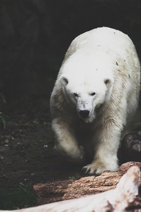 — Se acerca a la serpiente y, con un chasquido, se transforma en oso.

A ver si le hace tanta gracia. —