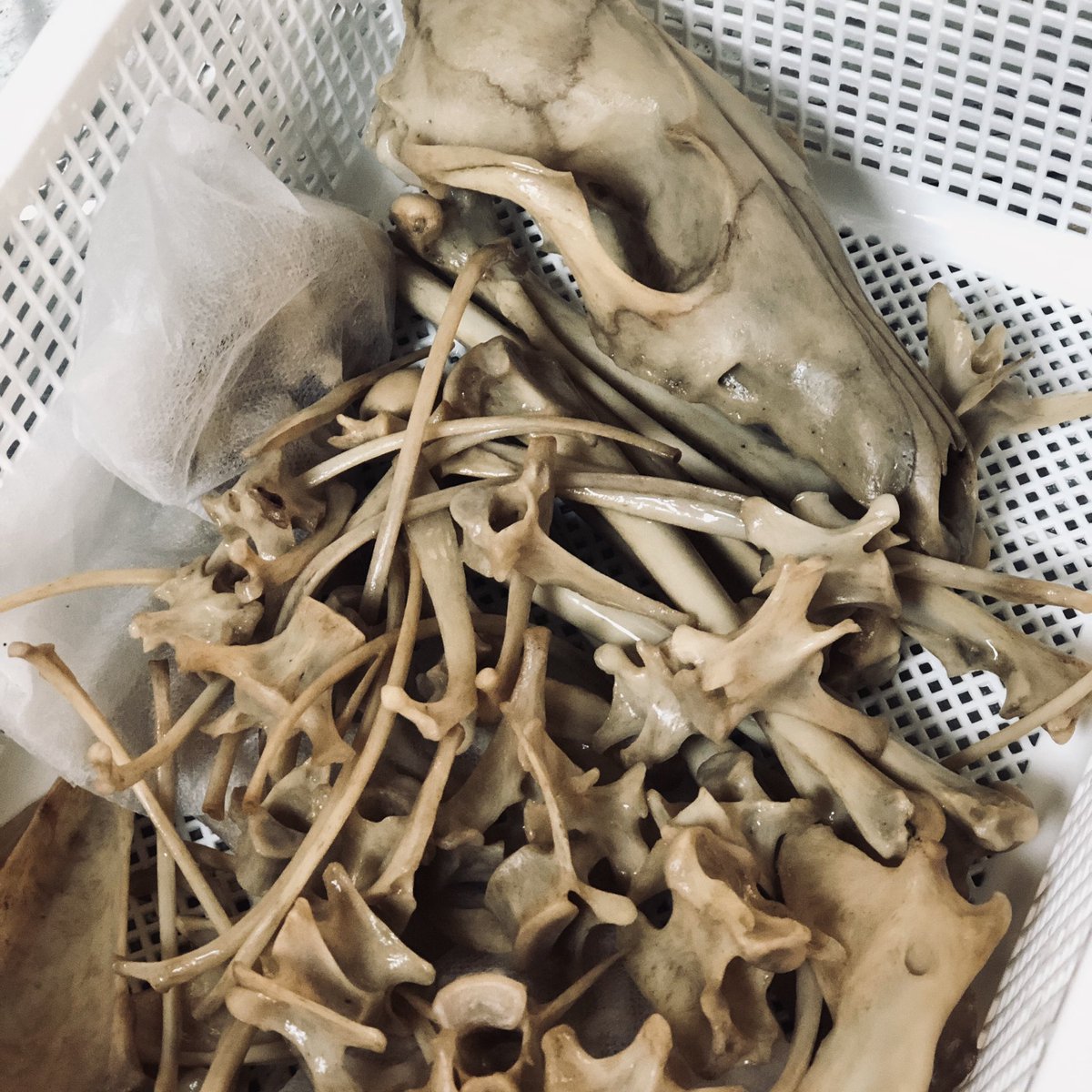 O Xrhsths スカルフィリア Sto Twitter 狐の骨たち 少しだけ漂白しまして今日から乾燥させていきます 乾燥すると また骨 の内側から脂が染み出してきたりしますので様子を見つつ 頭の大きさ 今までで一番大きな狐です 可愛いです 夜の博物館展 T Co