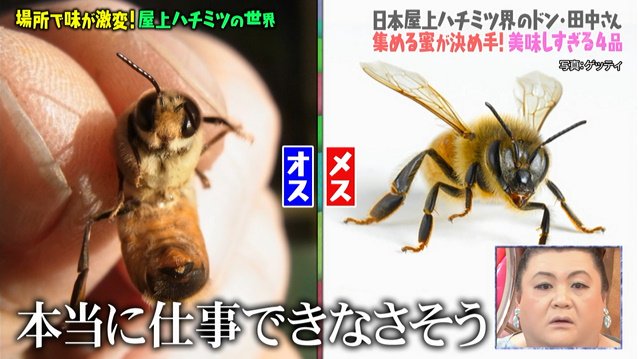 グダグダ暮らして交尾したら生殖器がポキッと折れて即死 雄ミツバチの衝撃的な生態 マツコの知らない世界 Togetter