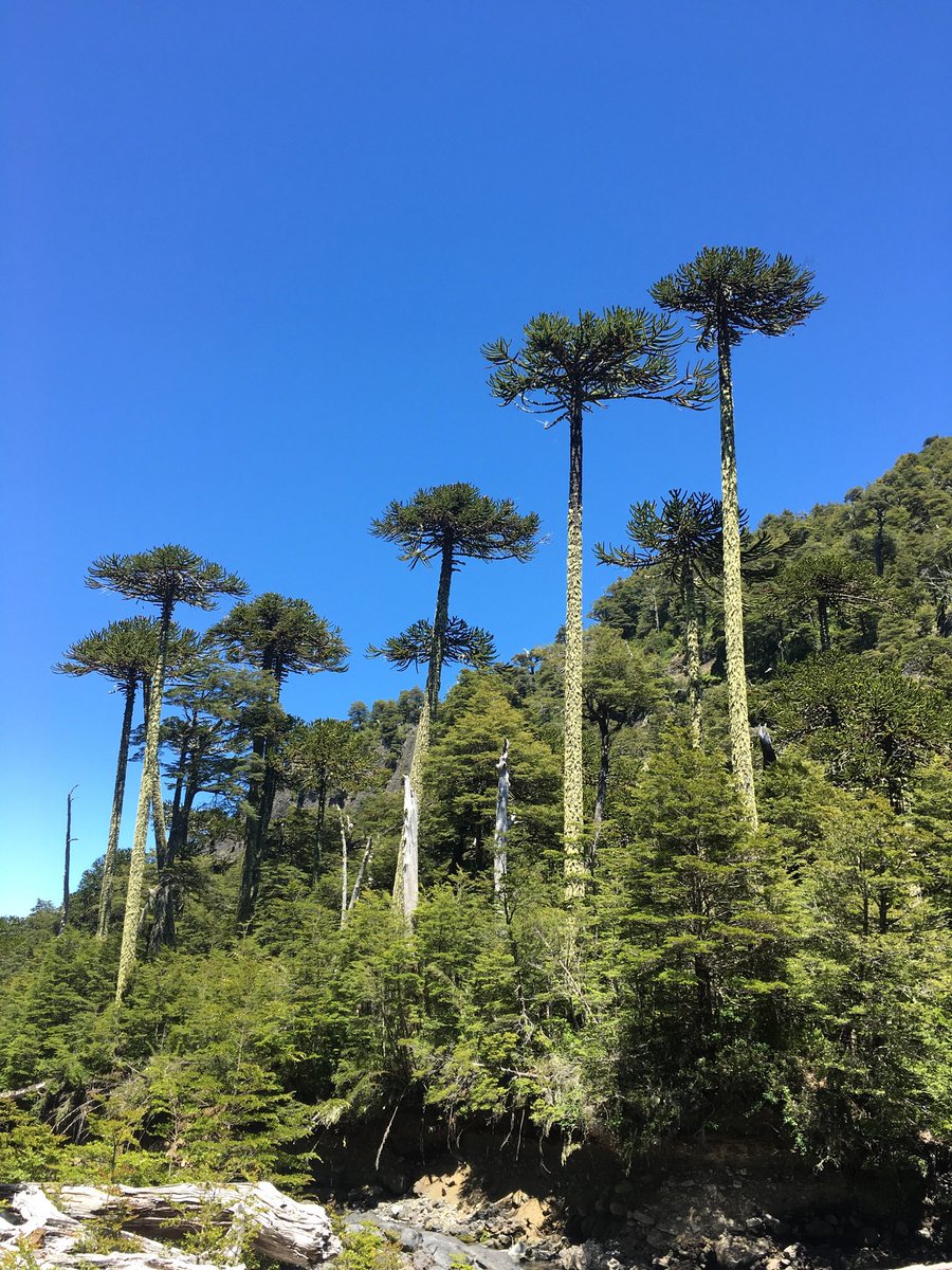 katyvisita's tweet photo. Recorriendo un sendero de alrededor de 900 metros, un paisaje de maravillosas #araucarias en el Parque Nacional Villarrica
.
#parquenacionalvillarrica #villarrica #chile #surdechile #viajeporchile #rlbv #redblogueros #rayadosporlasfotos #katyvisitatermas #katyvisita https://t.co/Ops1R6SqAE