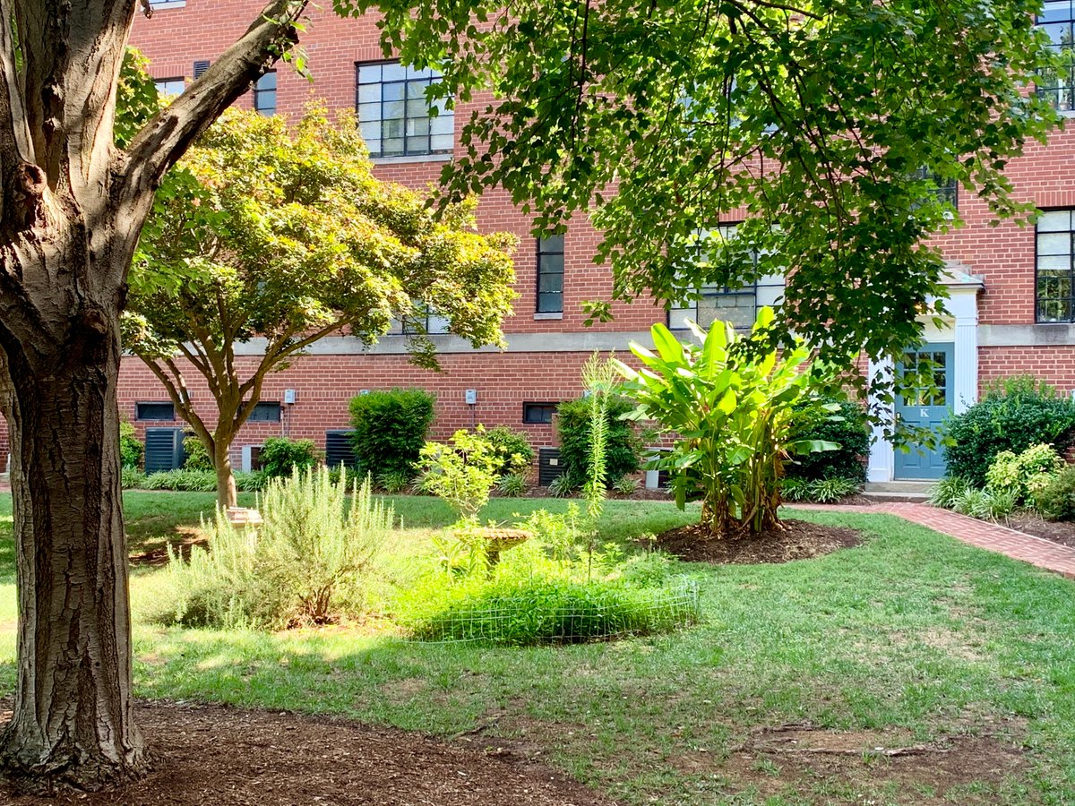 Jungles of downtown #Raleigh 🌳🌴🌳 #CityOfOaks #RaleighNC