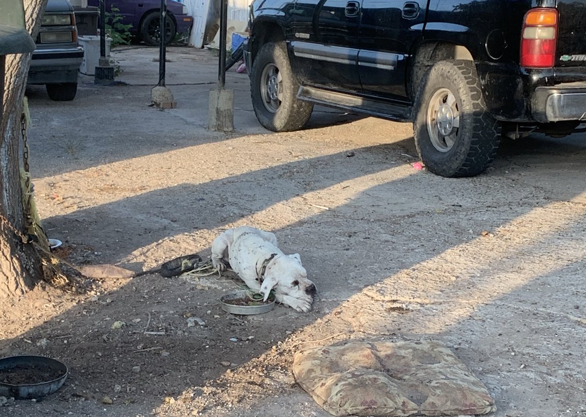 PSA: don’t buy a dog if you can’t give him/her attention they are the best thing that can come into your life, and if you can’t give them the same you don’t deserve them!!!!!😡😡😡