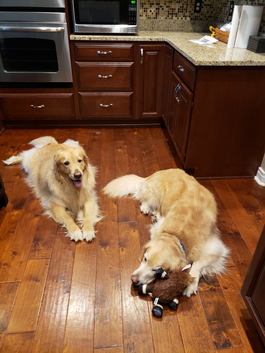 TailsFluff's tweet photo. Chloe: Girl went running. I am waiting for my chance to swoop in and remove the sweat. I love it, she hates it.
Jack: Girl took me to the vet earlier. I am ignoring her in protest of this abomination. https://t.co/E0gp51BBEB