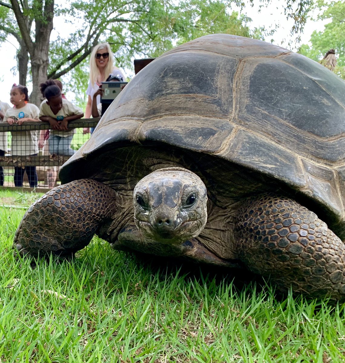 MemphisZoo's tweet photo. Still can’t tell the difference between a tortoise and a turtle? Here’s a tip! Check the feet. Tortoises will have stumpy feet like an elephant. 
#memphiszoo #tortoise #turtlevstortoise https://t.co/hMcmGBZl8T