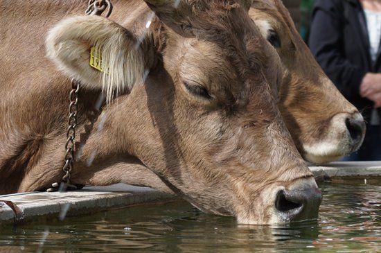 DiamondHoofCare's tweet photo. A cow will search for the most comfortable place in her environment when temperatures are rising. Learn more about heat stress: https://t.co/OvxMKNdLcC
#AllAboutHooves #Heatstress #dairy https://t.co/l3nr7s72y7