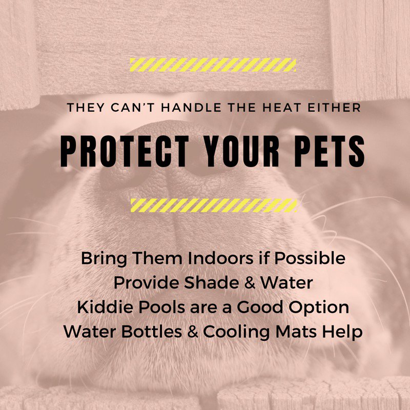 CityOfMissionTX's tweet photo. Walking your dog? Here's a test - If you can't keep the back of your hand on the pavement for 7 seconds, the pavement is also too hot for your dog's paws.🐕 #MissionTips #ProtectYourPets #AllAmericaCity https://t.co/dbujR25V66