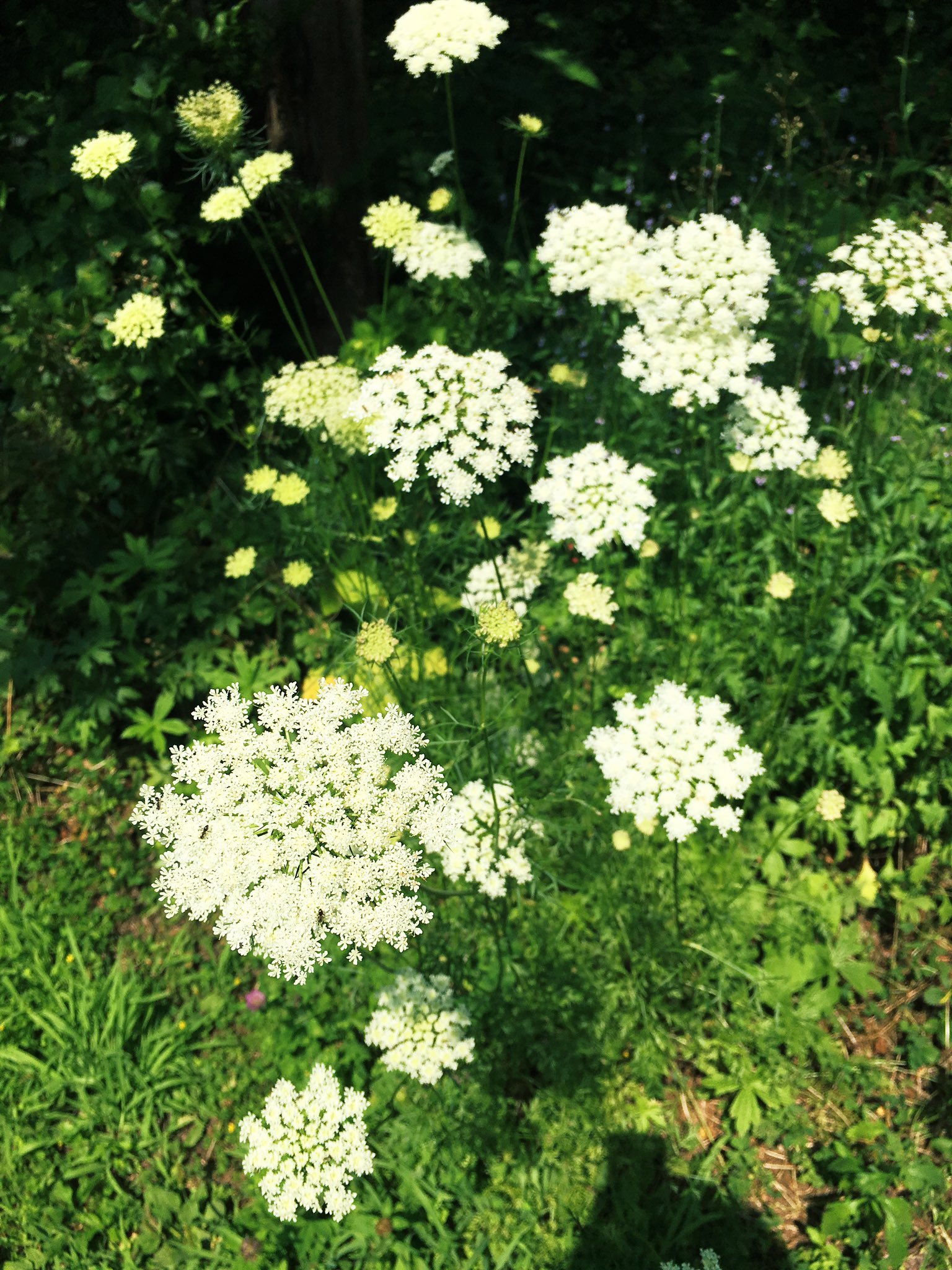 Twitter 上的 Babi この英国での愛称 アン女王のレース と日本でも呼んだら一気に素敵なハーブの感じがしませんか ま しかし 日本では ノラニンジン 名前は何であれ そして人間がマズイ 滋養はあってもマズイらしい 雑草だと思っても 北海道の夏を