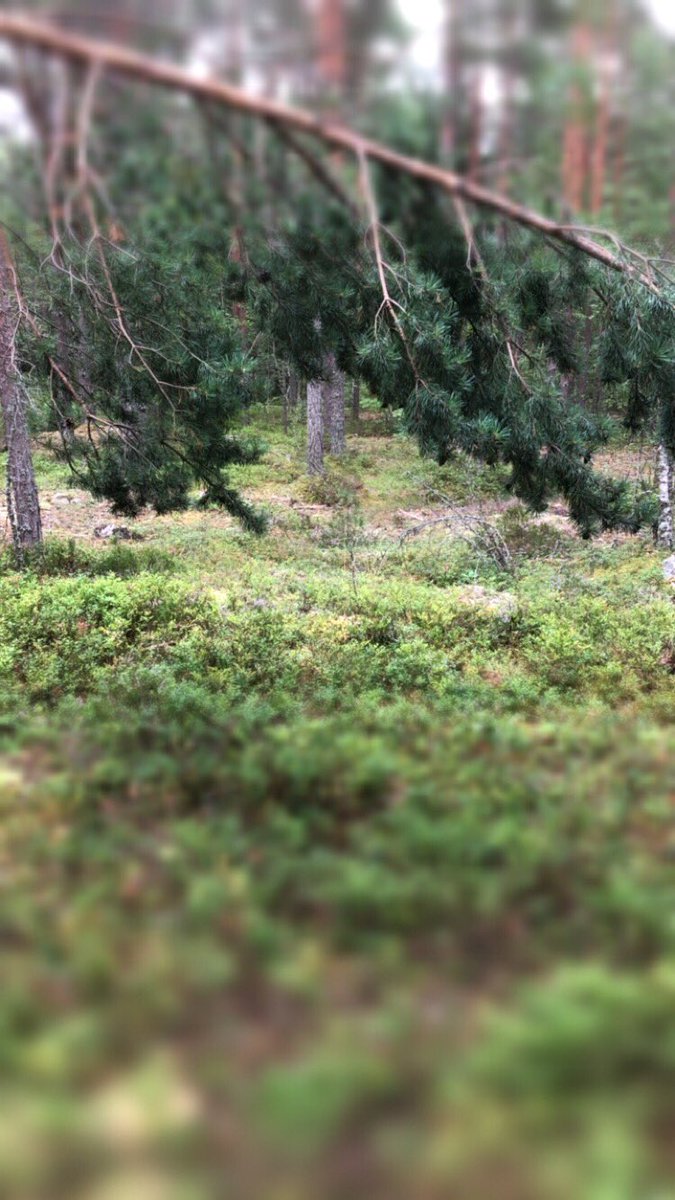 TannerydPhoto's tweet photo. Vi ska se om vi kan skapa lite magiska sommarbilder här ikväll #barnfotograf #täby https://t.co/esSkgLX7GU