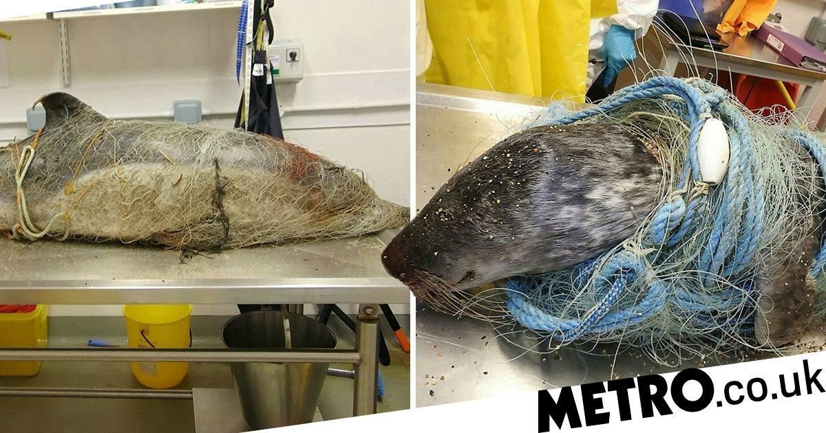 Dolphin &amp; seal killed by 'ghost' nets thrown away in the sea

The dolphin would have suffered a horrific death, unable to eat because its mouth was shut by the net. The seal is entirely weighed down by the nets &amp; would have been unable to swim or dive. 😢 buff.ly/31kuW24