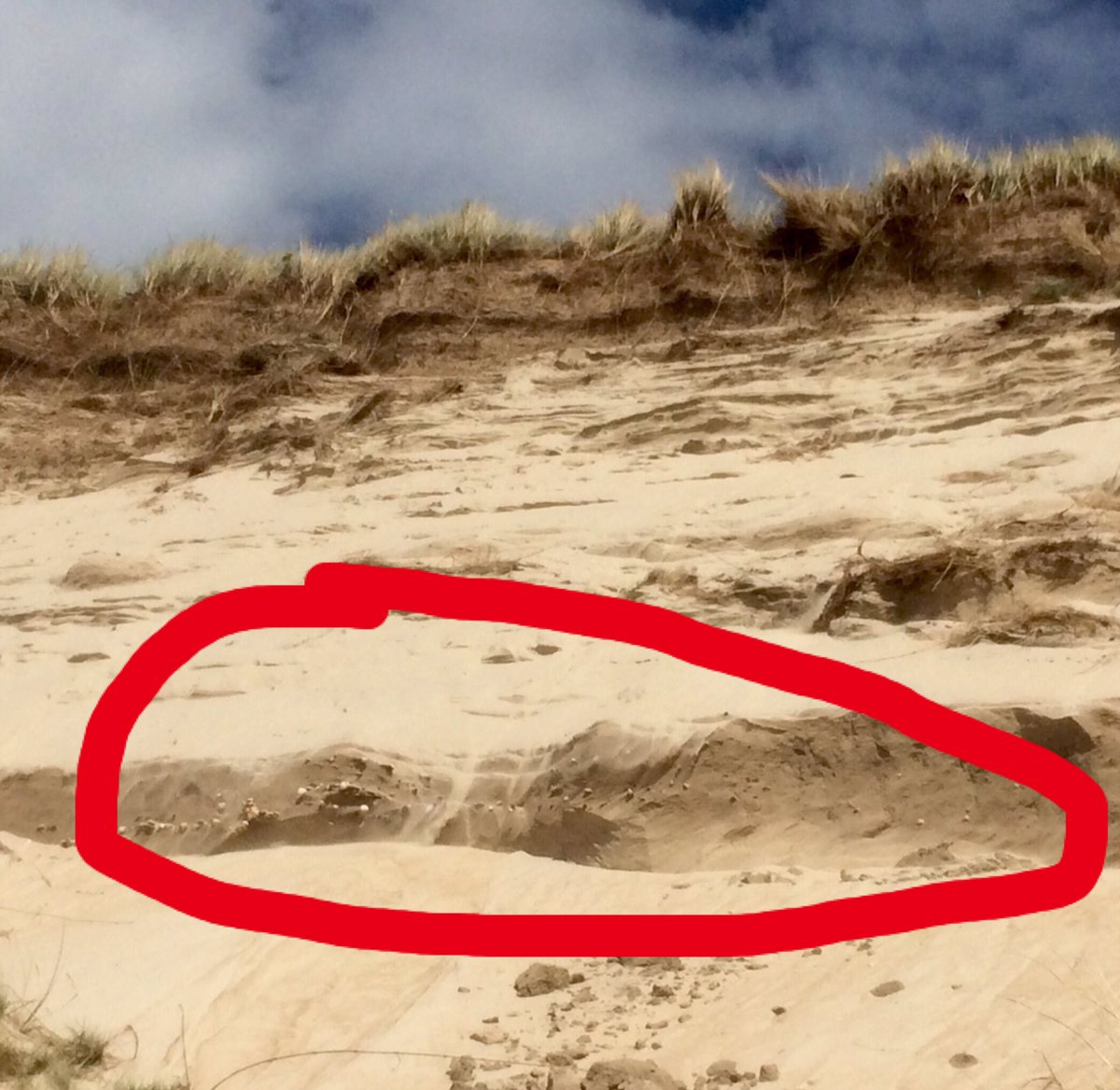 TheTouristczar's tweet photo. A #ShellMidden in a sanddune face near #Trawmore #Donegal usually created in by Hunter-gatherers from Mesolithic Period, basically left over shells after eating. A fairly common archaeological feature associated with coastal habitat. @wildatlanticway #ancientIreland #Ireland https://t.co/3ML9wChqL7