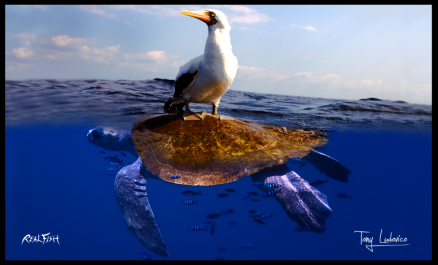 RealfishUSA tweet picture