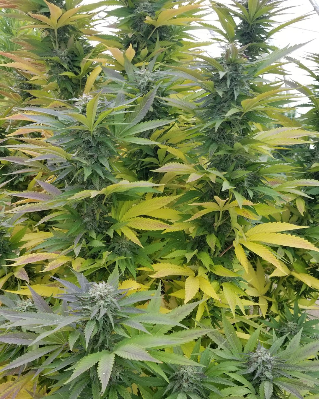 Premium Seed Market (seed_market) / Twitter