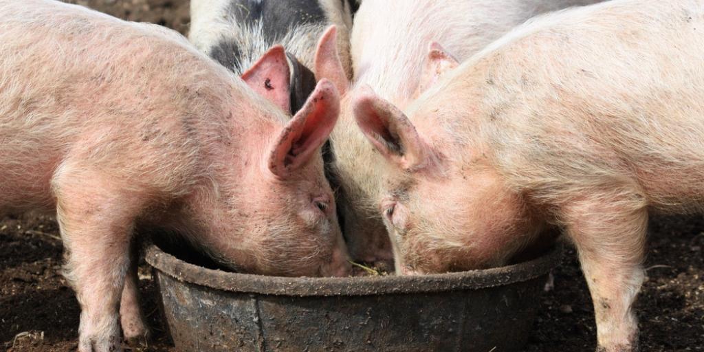 Alltech's tweet image. How does zinc oxide in feed affect pigs and why is the EU banning the use of it in their diets? Chief nutritionist at @Vilofoss, Jacob Dahl , has the answers. 🐷
alltech.com/podcast-blog/j…