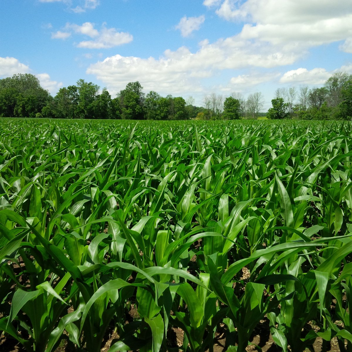 After a long, wet spring for Ontario farmers causing many challenges and setbacks during #plant19, <a href="/CBCOntarioToday/">Ontario Today</a> and its listeners wants to know: how are your crops shaping up this growing season? Phone lines open at Noon. Farmers: call in at 1-888-817-8995 #ontag #harvest19