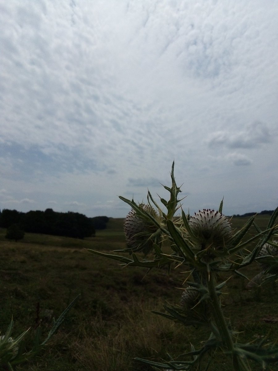 PhilippeMalric's tweet photo. Au nom de l'Aubrac des burons et de l'aligot https://t.co/DisGNHGykg