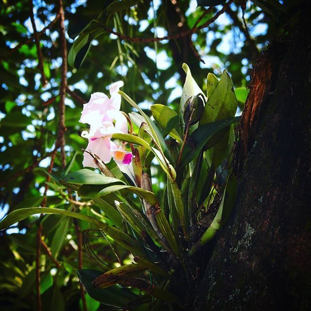 #orchidshare #orchid #orquidea #orquideas #orchids
#orchidstagram #orchidlovers #orchidshow
#orchidlover #orchidee #orchidées #orchidworld #orchidgarden #orchidsofinstagram #orquidofilia
#orquidario #orquideas lindas #amoorquideas
#orchidea #instaorchid … ift.tt/2ZyKoHu