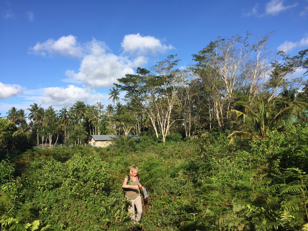 ZanzRedColobus's tweet photo. Kate Hampson @BangorBioZoo is still following the Camp Group of the Sykes / mitis monkeys. They’re now in the agricultural areas behind our house and are hiding in the thick vegetation rather well. https://t.co/Jl74yLZ5nQ