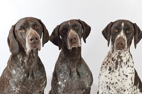 lupine_canine's tweet image. Sociable, eager to please and tremendously athletic, the muscular GSP has a heart for the hunt. He also makes a fine family friend.

Continue to the article 👉 buff.ly/2Ku56lf

#dog #dogarticle #pets