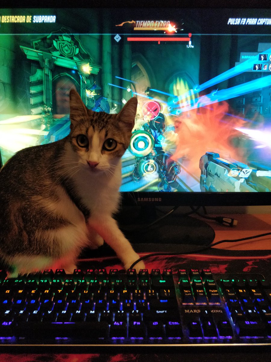 Jaycestudio's tweet photo. Venga, nuevo pc, nuevo teclado y nueva compi-truenos. Hoy toca ganar con el hashtag #zararules https://t.co/kiLz0xw20Q