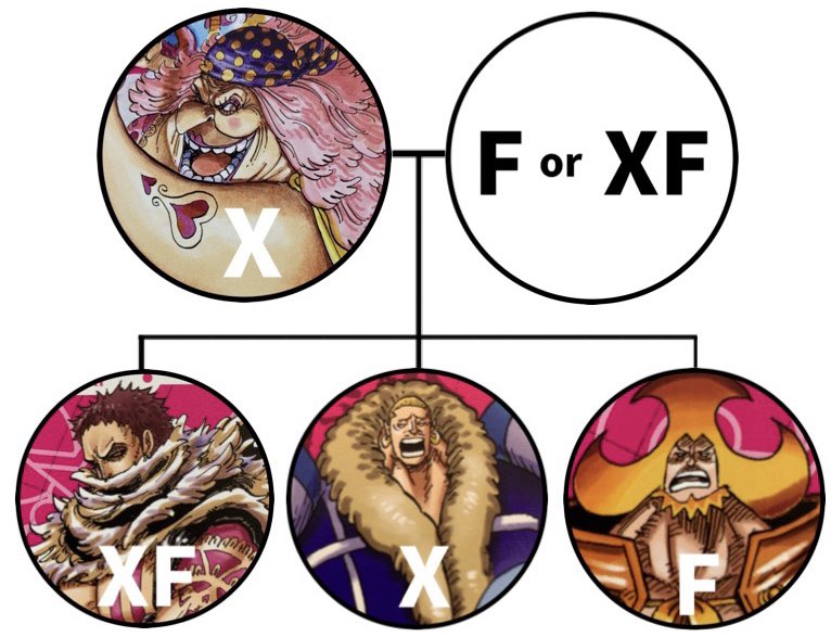 Log ワンピース考察 ちょうど図を作ってました 笑 カタクリ達の父親はf型かxf型 ちなみにこのxfs式の血液型を こちらの世界のabo式に当てはめると X型 A型 F型 B型 S型 O型 Xf型 Ab型 になりますね T Co Zsgnk6jpmo Twitter