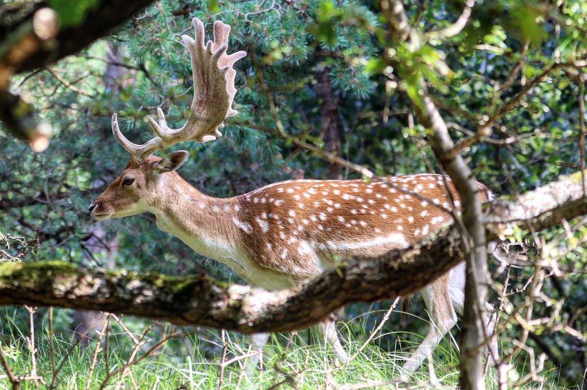 Rondje verwondering in de duinen  #damhert #zandvoort 📸