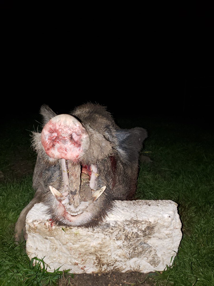 Feral hogs are a problem is Texas and destroy property unchecked. We are here to take charge and stop the booming population taking over Texas. These guys can destroy you in a second!