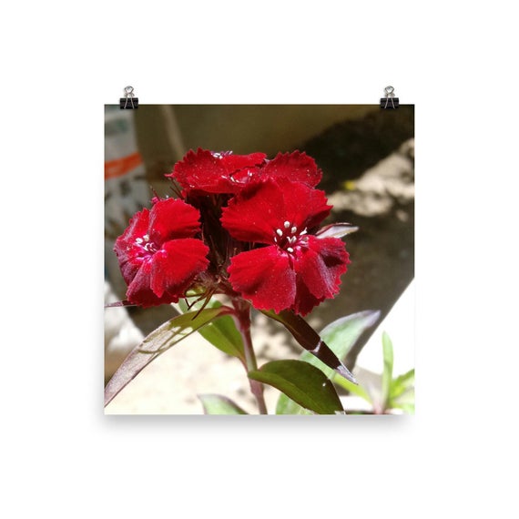 #flower #flowers #floweroftheday #flowerporn #flowerp #blooms #tagblenderower #flowermagic #bloom #petal #petals #nature #beautiful #love #pretty #plants #blossom #sopretty #spring #summer #flowerstagram #flowersofinstagram #flowerstyles_gf #amazing #tree

etsy.com/fr/listing/726…