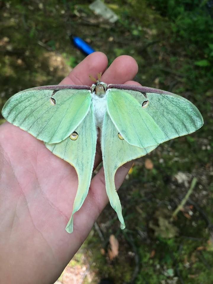 Common Moths In Nj