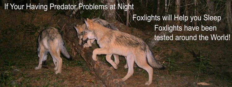 protectthewolve's tweet photo. #Foxlights will help you Sleep Easy – #Foxlights - #BanAnimalTrapping #CutOffUSDAWildlifeServicesFunding #OpposeWelfareRanchingNotWolves #StopAerialWolfHunting #WolvesInTheNews -
BREAKING NEWS:
Protect The Wolves® is very happy to ... - https://t.co/tQVdtr2TT8 - https://t.co/sgPJMM1l2f
