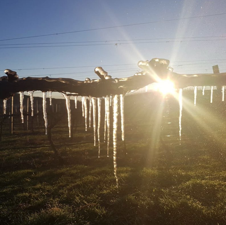 Cold starts out at Blind River vineyard, but they make for a beautiful day. #nzwine #awaterevalley #rapauraspringswine
