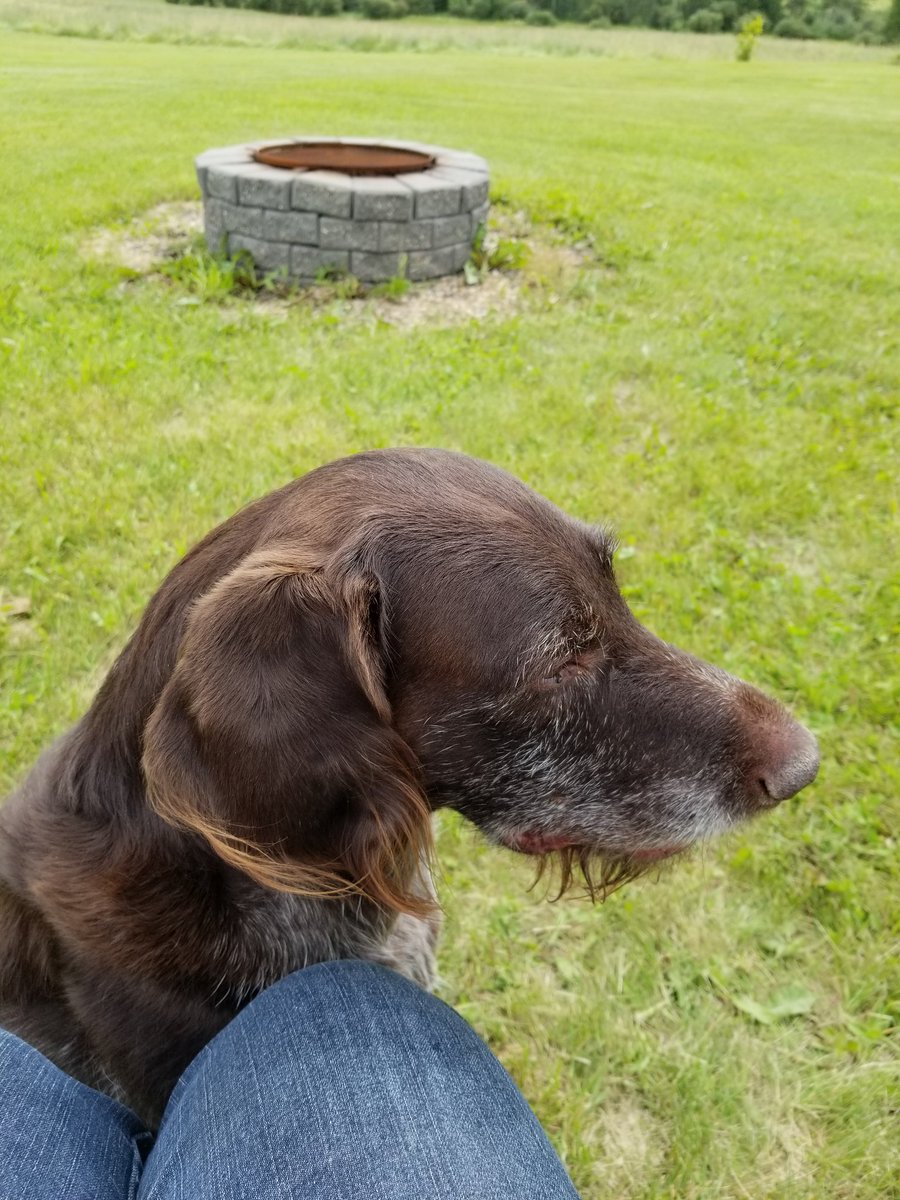cdnKiran's tweet photo. So these are for my #GCDigital &amp; #GCAgent colleagues who rescue me with pet pictures regularly. https://t.co/sd0okolvKx
