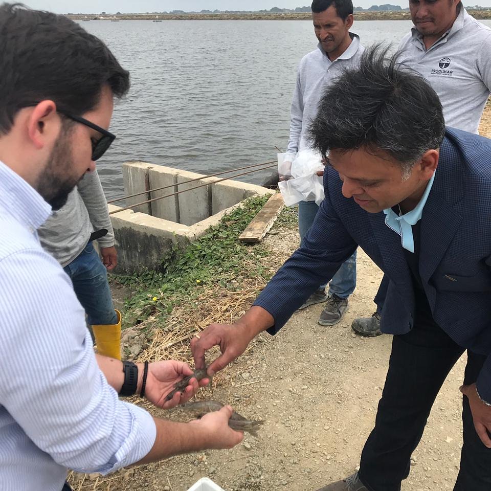 SustainableShrimp (@sshrimppartner) on Twitter photo Today we are visiting some of our founding members with IBM Global team. Raj Rao, General Manager, Distribution, Industry Platforms; and Lou Izquierdo, Global Sales Manager Blockchain, are experiencing closely how the best shrimp in the world is grown.#thejourneyfromfarmtofork Today we are visiting some of our founding members with IBM Global team. Raj Rao, General Manager, Distribution, Industry Platforms; and Lou Izquierdo, Global Sales Manager Blockchain, are experiencing closely how the best shrimp in the world is grown.#thejourneyfromfarmtofork