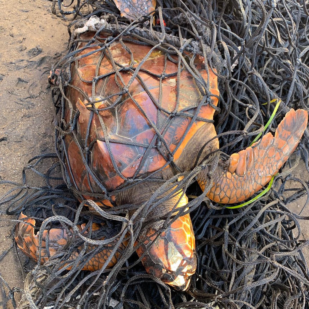morenotwins's tweet photo. Encontradas hoy en la playa de El Médano por nuestro amigo Vilayta mientra ejercía labores de rescate durante el mundial de windsurf en @pwatenerife . Las dos están a salvo y ya con autoridades. Ambas enredadas en redes y nylon de pesca. #pesca #canarias #nomasredesilegales https://t.co/OZMP9v6skg
