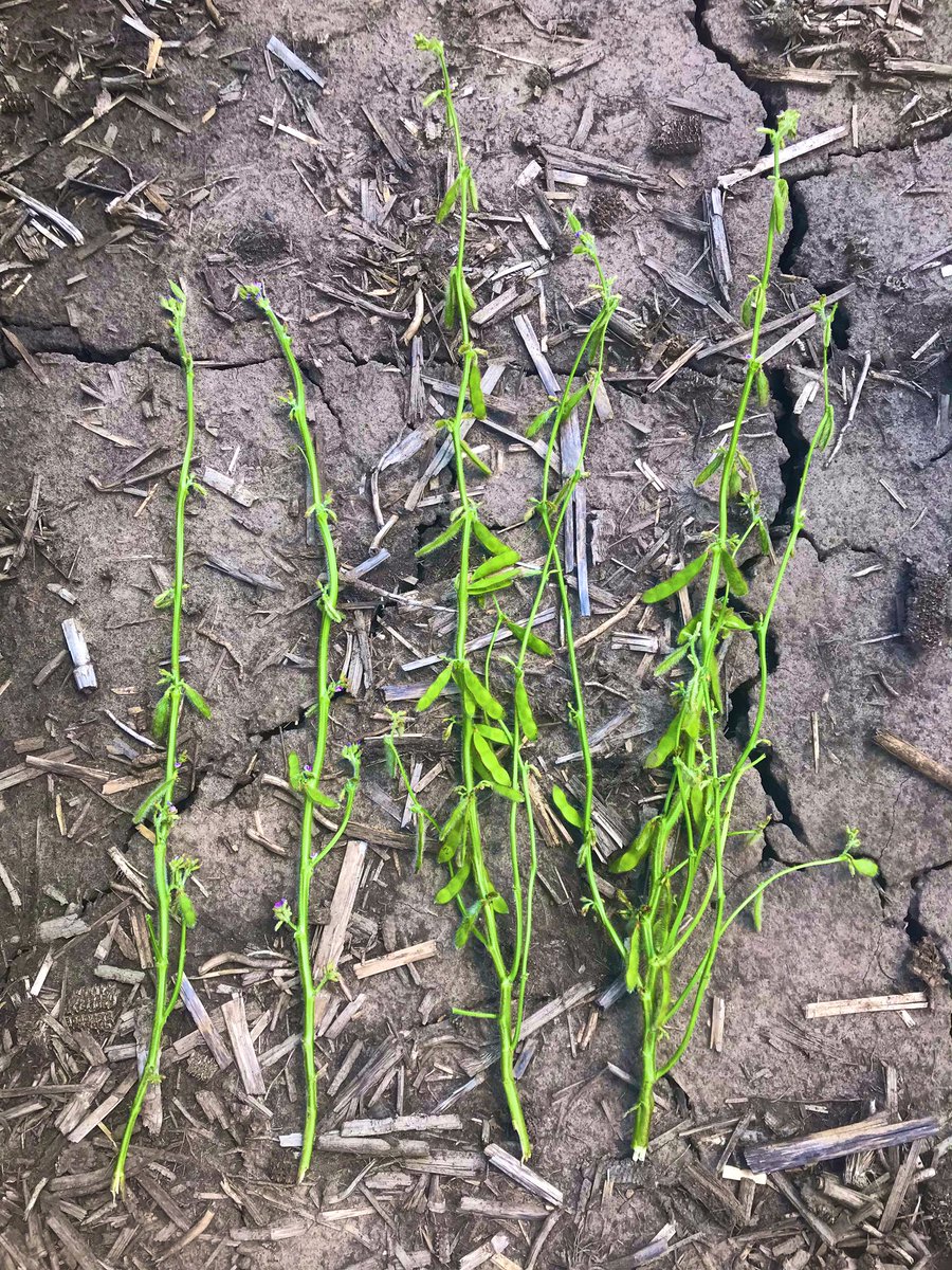 Don Kyle tweet media