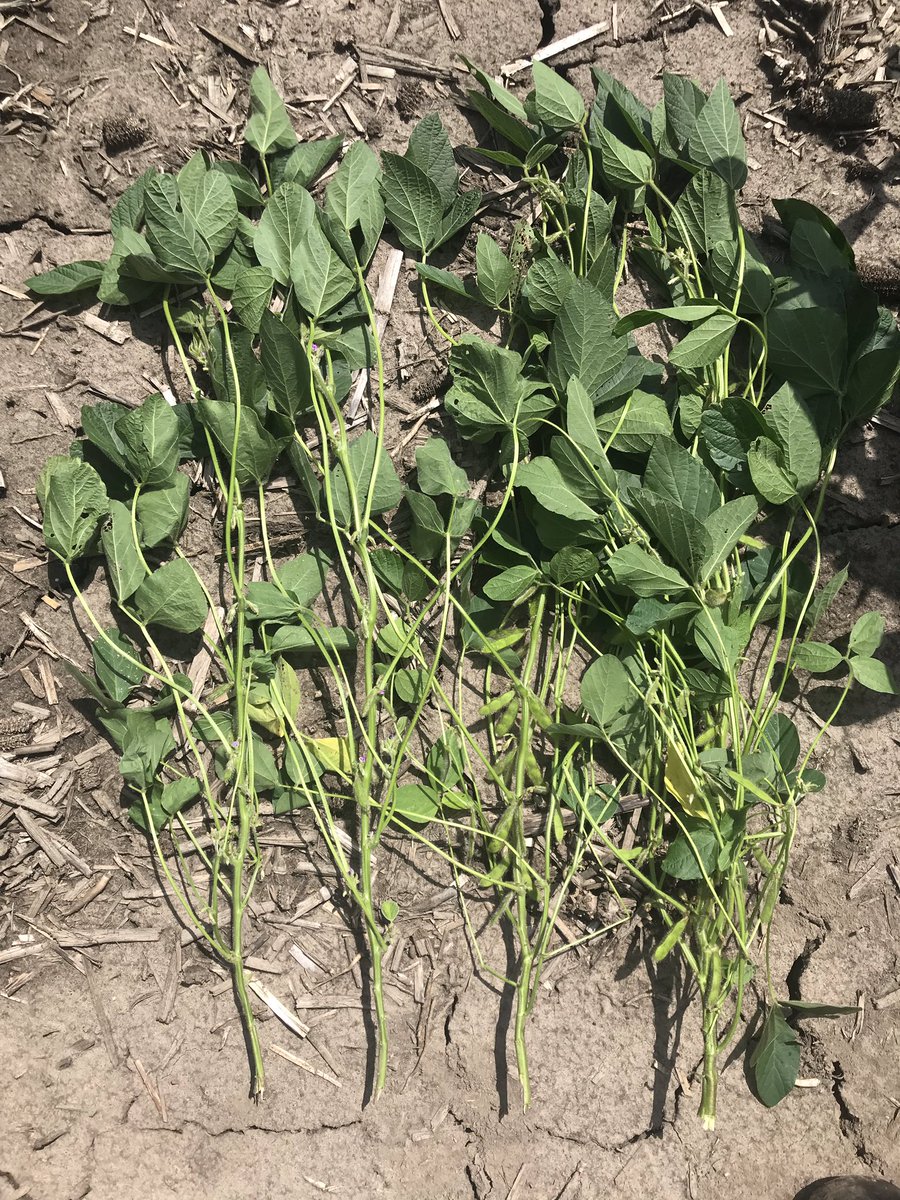 Don Kyle tweet media