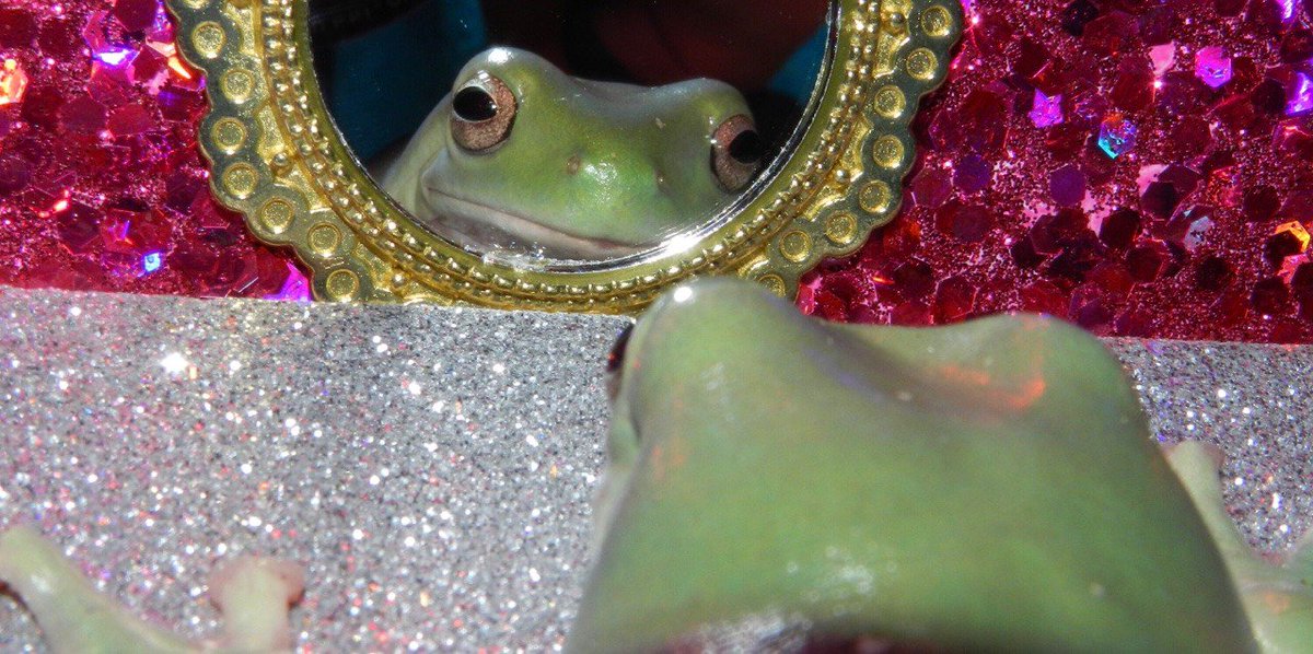 frog tweet media