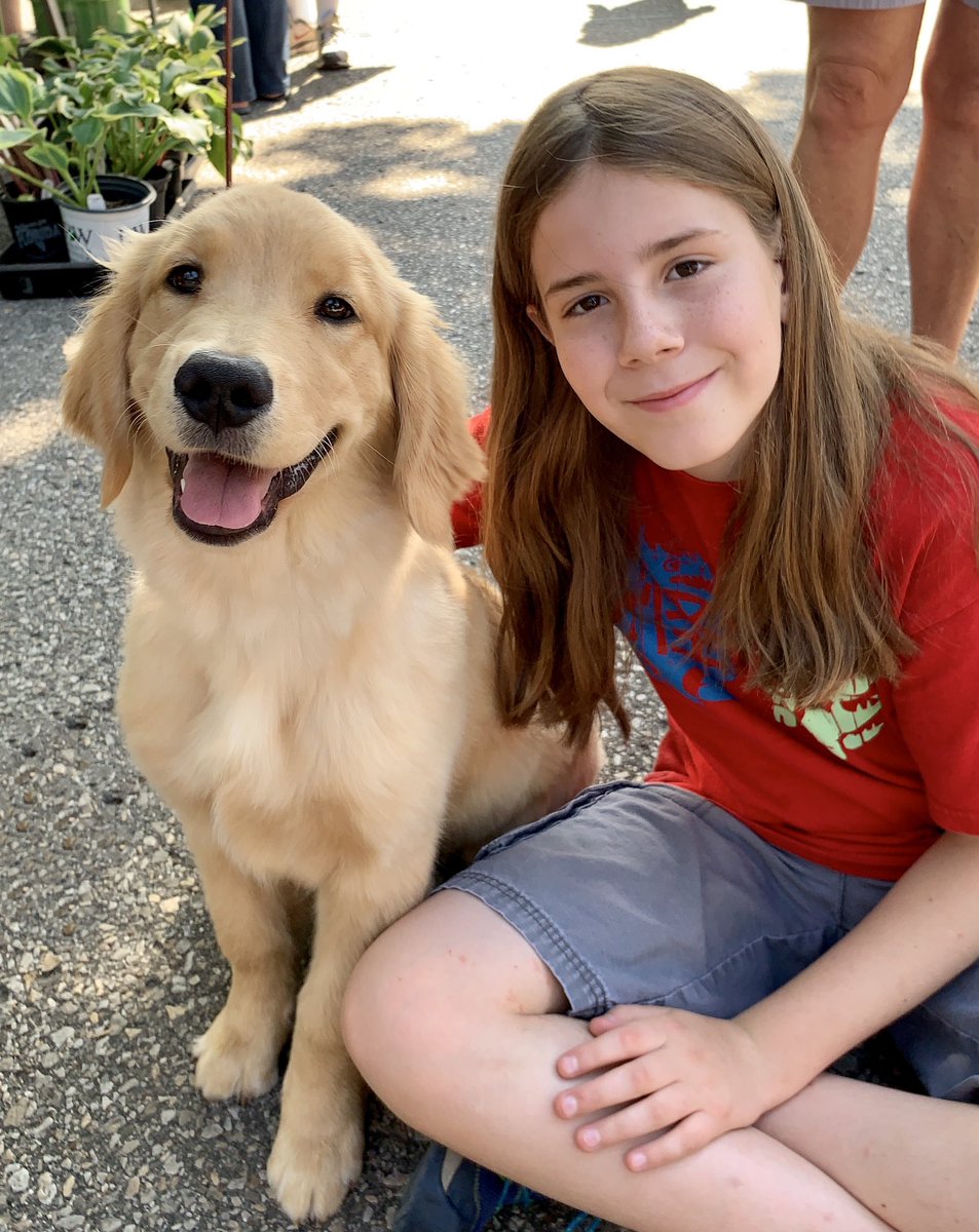 4 month old golden retriever