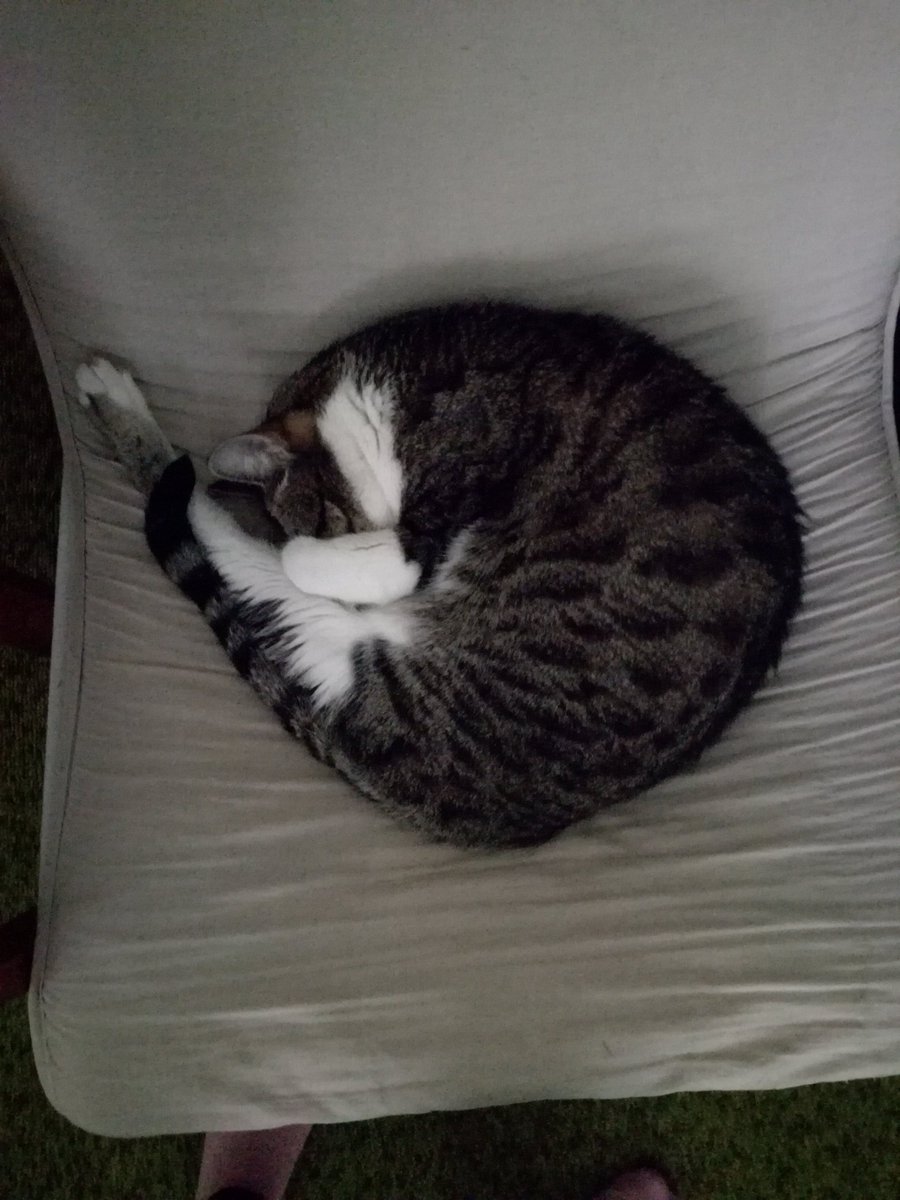 Bat_The_Cat's tweet photo. Turned 13! today. And still happy to act like a kitten, jump, bite, hassle and purr my way into anything I want. 
Happy birthday Bat - and thank you for being as soft, loud, persistent and reliable as you are 🐱🐌#cats #CatsOfTwitter #happybirthday #birthdayboy #catlovers https://t.co/QfU5dx6sAX