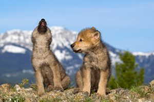 protectthewolve's tweet photo. Find Your Representative · https://t.co/KQunBmLD91 - #CutOffUSDAWildlifeServicesFunding #OpposeWelfareRanchingNotWolves #WolvesInTheNews -
Find Your Representative
Not sure of your congressional district or who your member is? This service will ... - https://t.co/Am1qsGGwRA - https://t.co/YLUCDGec8K