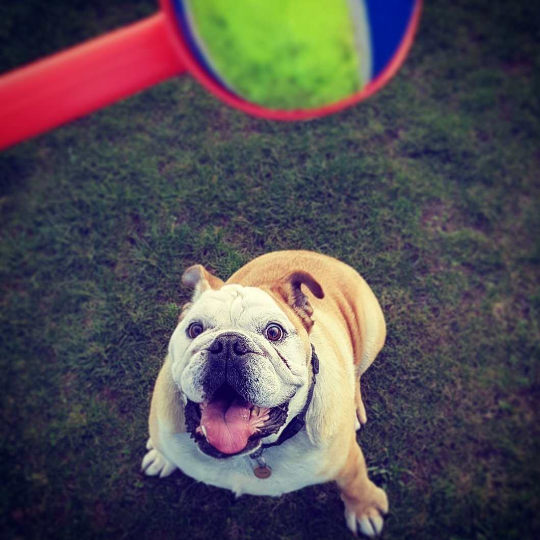 FartyTank's tweet photo. #RIPTank Well with it being #TongueOutTuesday &amp; Tank's always being out, there are quite a few appropriate pics. I hope they bring as big a smile to you as they do me 1/4 #bulldog #dogsoftwitter #dogoftheday #missyou https://t.co/O9CoA7o8MA