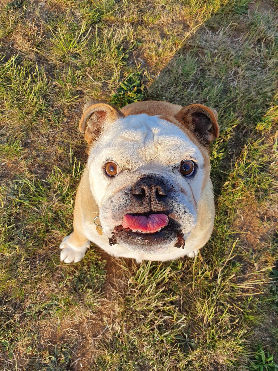 FartyTank's tweet photo. #RIPTank Well with it being #TongueOutTuesday &amp; Tank's always being out, there are quite a few appropriate pics. I hope they bring as big a smile to you as they do me 1/4 #bulldog #dogsoftwitter #dogoftheday #missyou https://t.co/O9CoA7o8MA