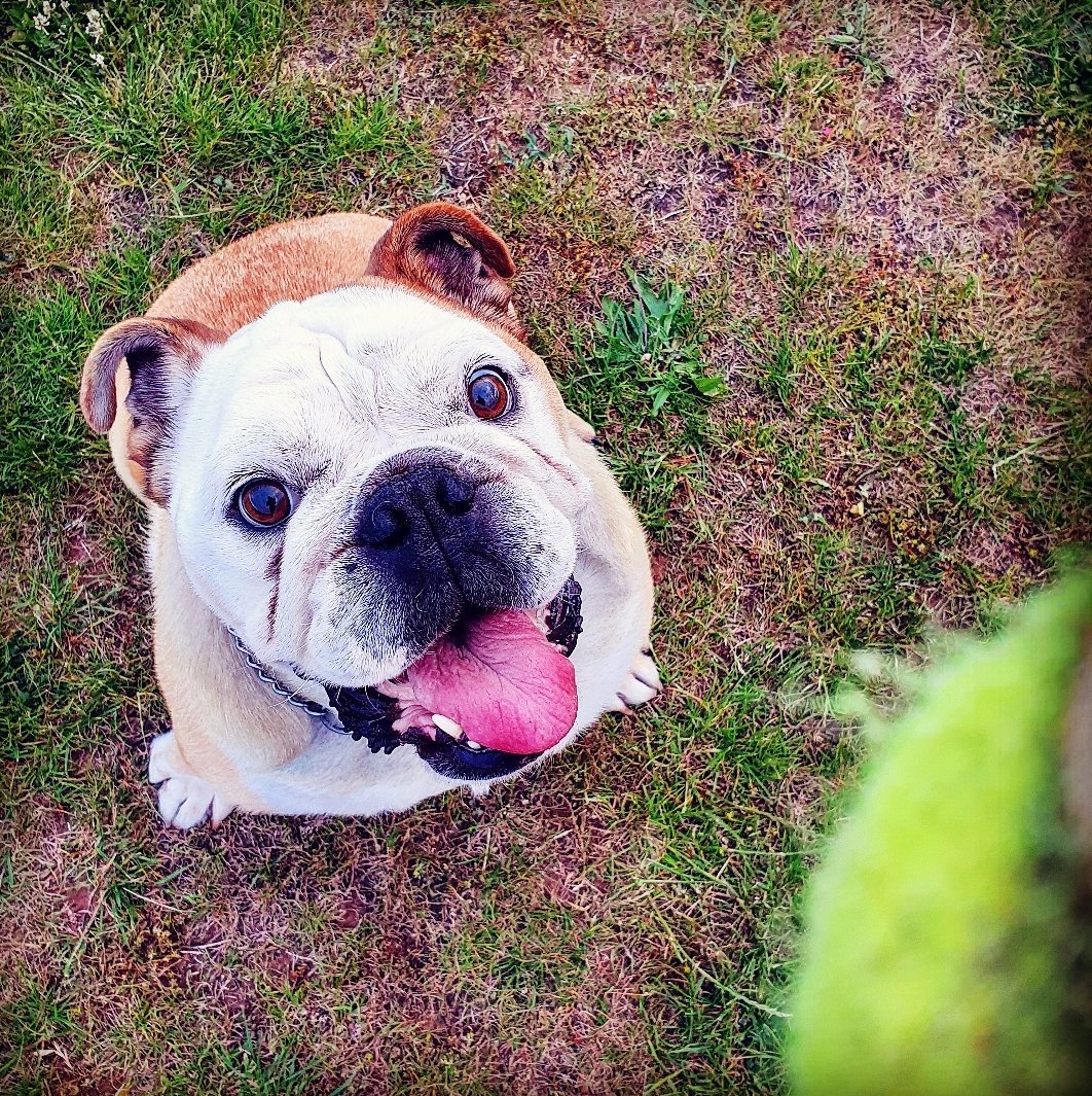 FartyTank's tweet photo. #RIPTank Well with it being #TongueOutTuesday &amp; Tank's always being out, there are quite a few appropriate pics. I hope they bring as big a smile to you as they do me 1/4 #bulldog #dogsoftwitter #dogoftheday #missyou https://t.co/O9CoA7o8MA