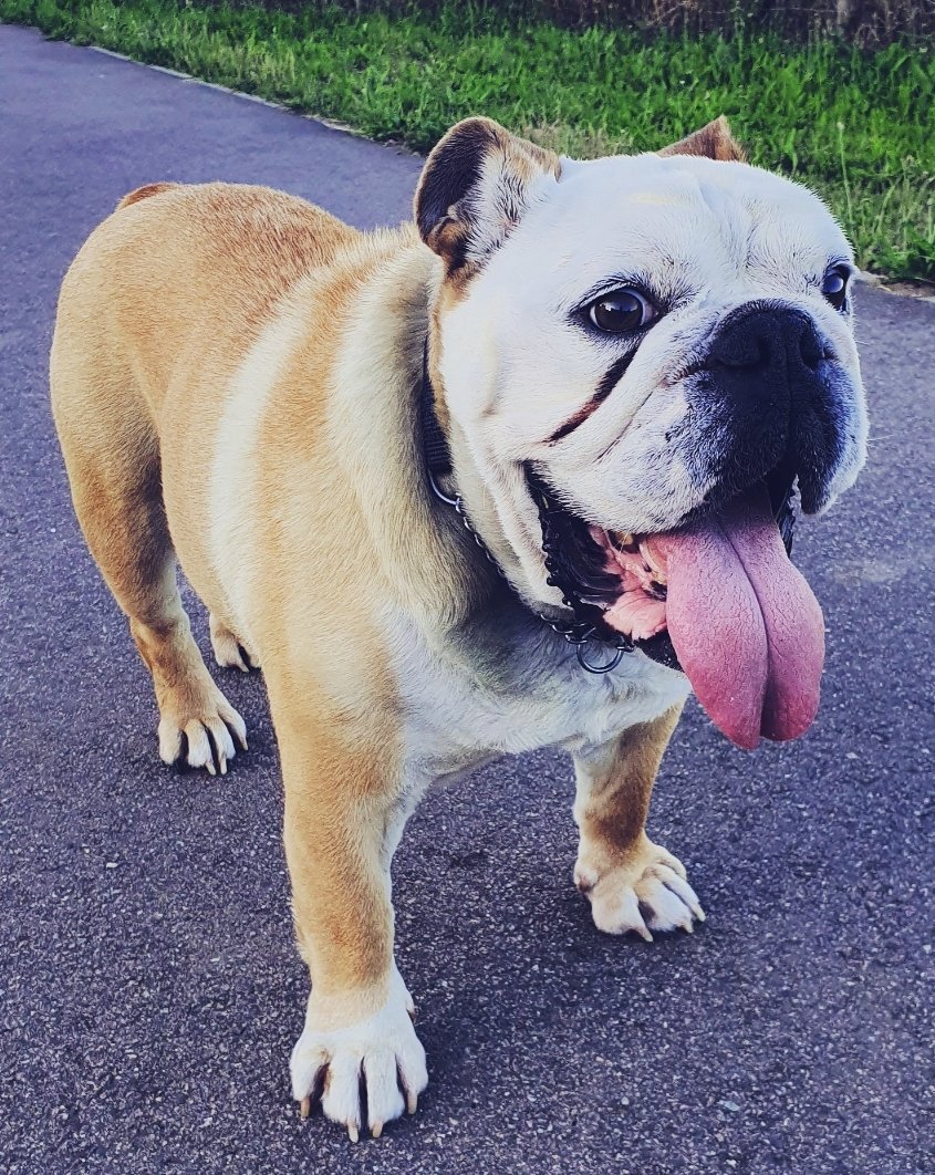 FartyTank's tweet photo. #RIPTank Well with it being #TongueOutTuesday &amp; Tank's always being out, there are quite a few appropriate pics. I hope they bring as big a smile to you as they do me 3/4 #bulldog #dogsoftwitter #dogoftheday #missyou https://t.co/raxu7A7pJi