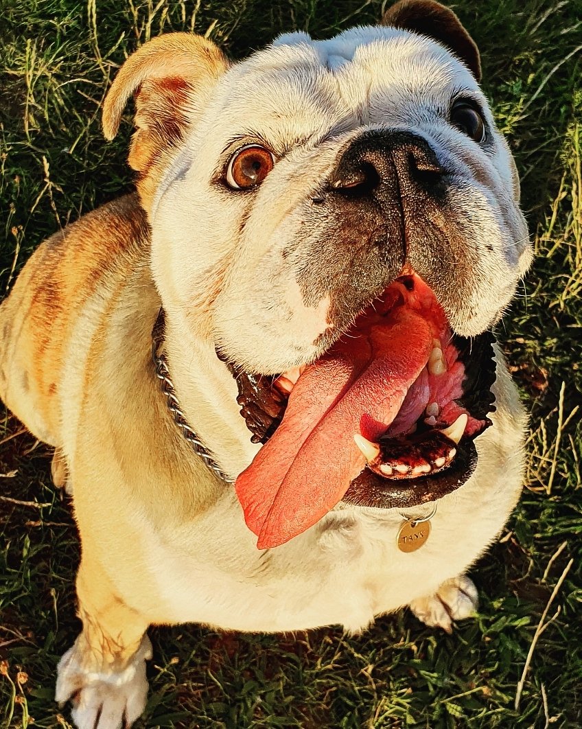 FartyTank's tweet photo. #RIPTank Well with it being #TongueOutTuesday &amp; Tank's always being out, there are quite a few appropriate pics. I hope they bring as big a smile to you as they do me 3/4 #bulldog #dogsoftwitter #dogoftheday #missyou https://t.co/raxu7A7pJi
