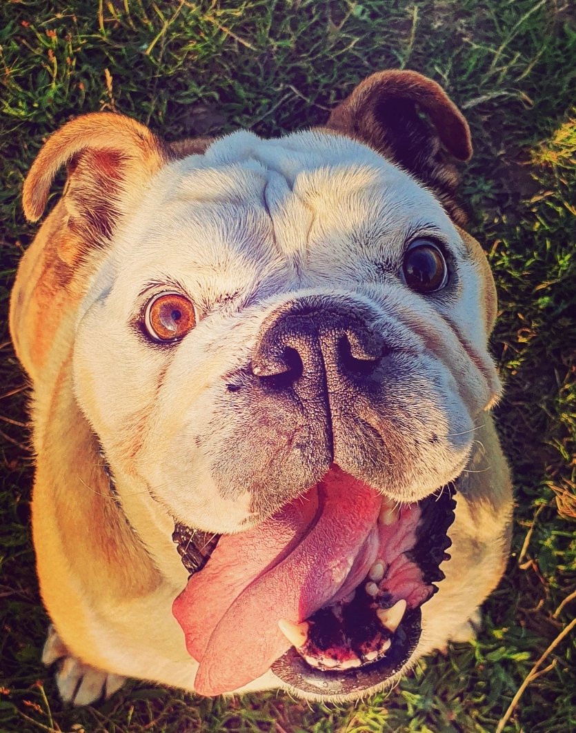 FartyTank's tweet photo. #RIPTank Well with it being #TongueOutTuesday &amp; Tank's always being out, there are quite a few appropriate pics. I hope they bring as big a smile to you as they do me 3/4 #bulldog #dogsoftwitter #dogoftheday #missyou https://t.co/raxu7A7pJi