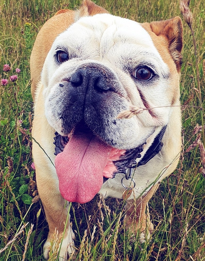 FartyTank's tweet photo. #RIPTank Well with it being #TongueOutTuesday &amp; Tank's always being out, there are quite a few appropriate pics. I hope they bring as big a smile to you as they do me 4/4 #bulldog #dogsoftwitter #dogoftheday #missyou https://t.co/8DZApaiK8x