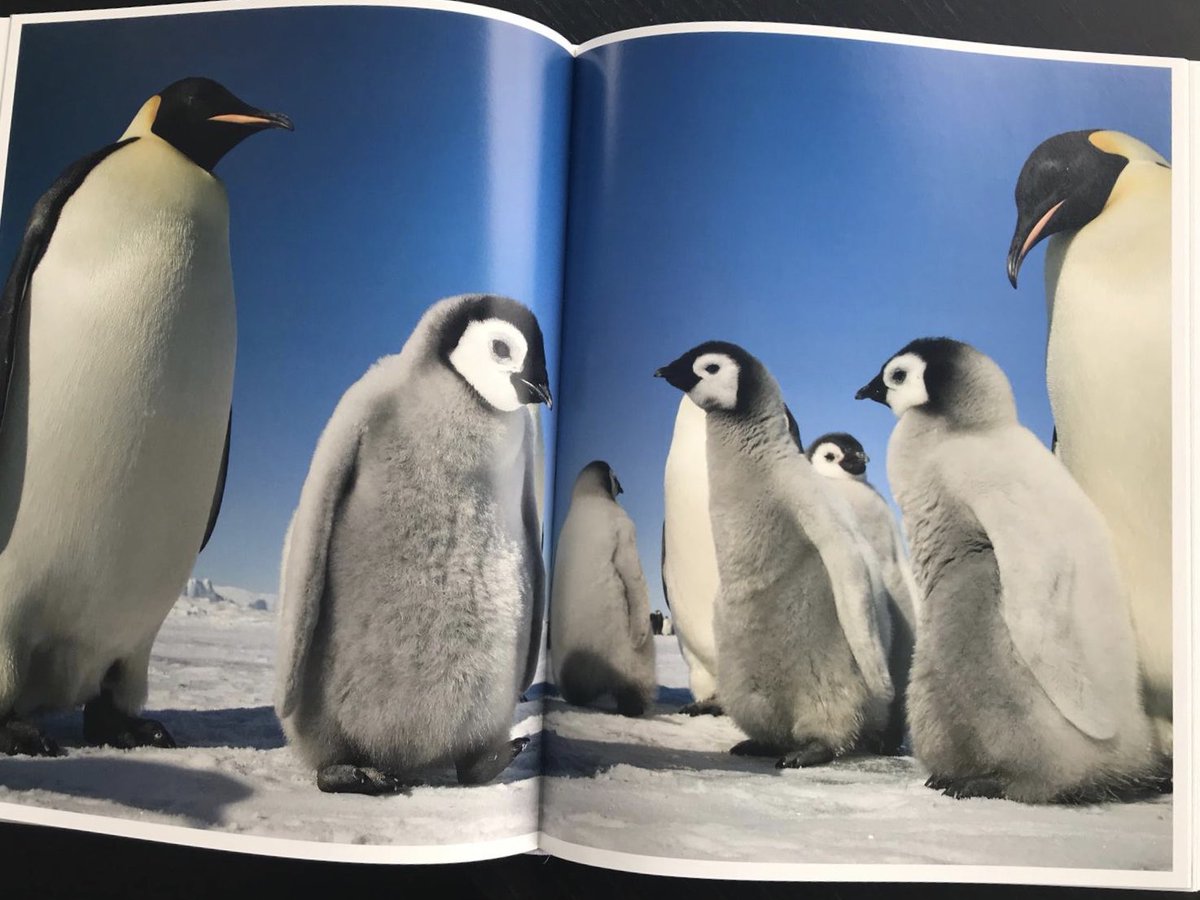 When you meet the most inspirational lady you have ever met in your life and she sends you her stunningly beautiful book. Thank you so much <a href="/suefloodphotos/">Sue Flood</a> do you need an assistant? 😘