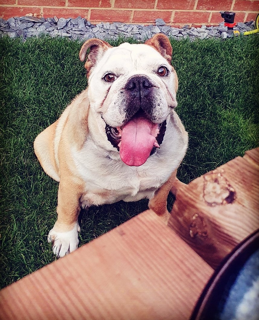 FartyTank's tweet photo. #RIPTank Well with it being #TongueOutTuesday &amp; Tank's always being out, there are quite a few appropriate pics. I hope they bring as big a smile to you as they do me 4/4 #bulldog #dogsoftwitter #dogoftheday #missyou https://t.co/8DZApaiK8x