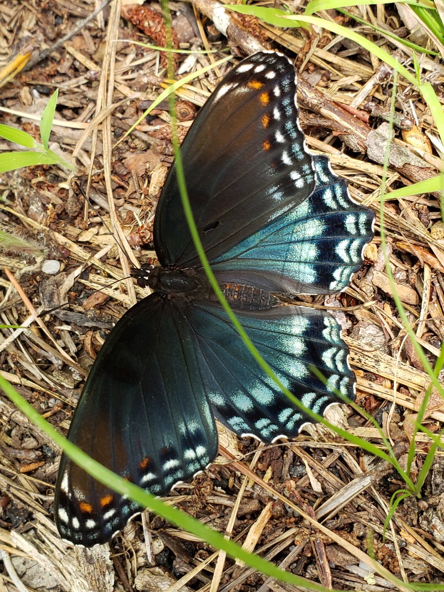 SexyUncleDave's tweet image. #bugchasing #butterflies